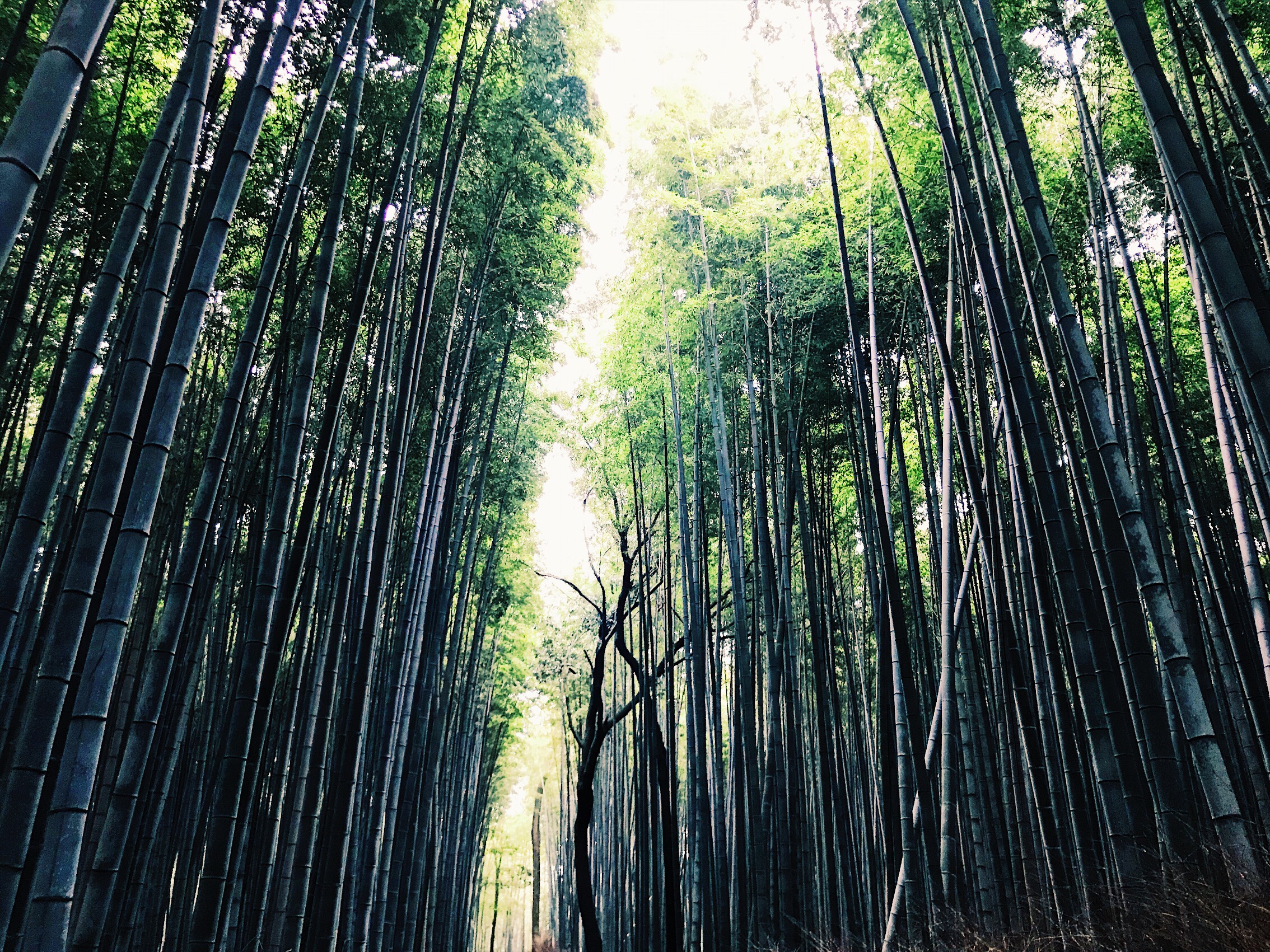 Tops of hundreds of bamboo trees